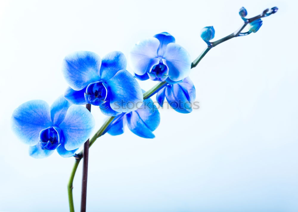 Similar – blue blossoms Nature Plant