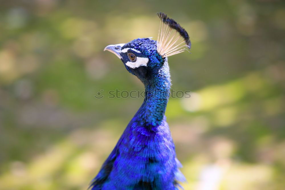 Similar – Image, Stock Photo Peacock male Elegant