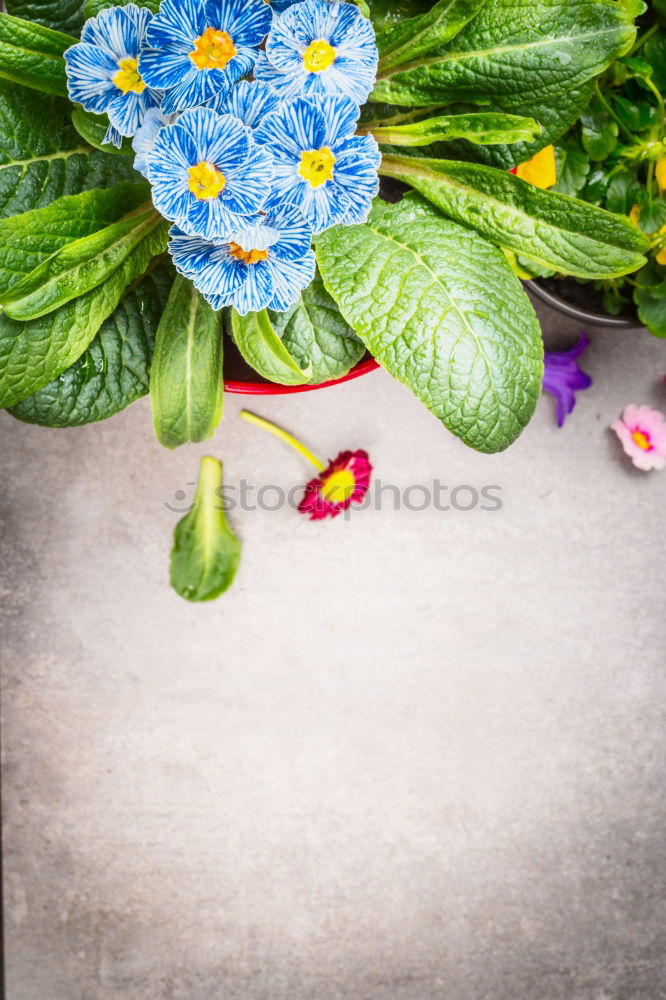 Similar – Autumn Decoration with Purple Aster