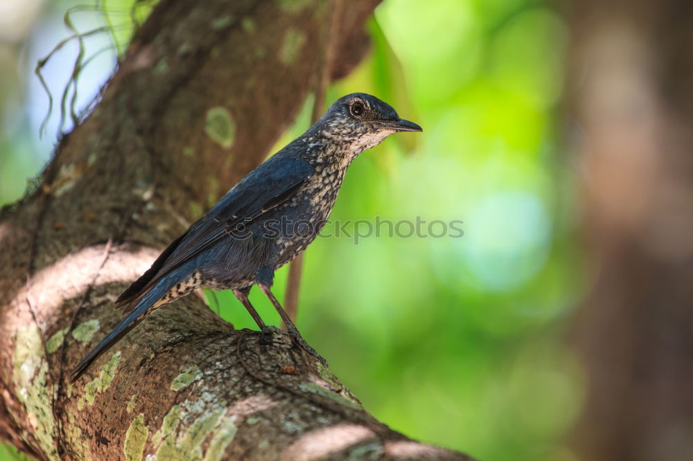 Similar – Image, Stock Photo Star with insects in the beak