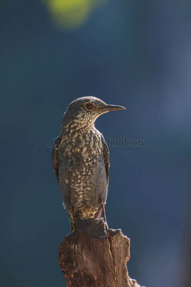 Similar – Image, Stock Photo Giant Kingfisher