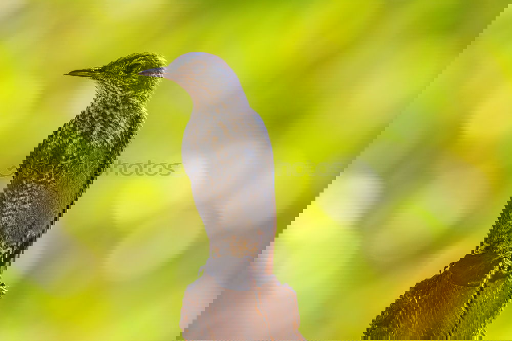 Similar – Image, Stock Photo Jackdaw Nature Animal Sun