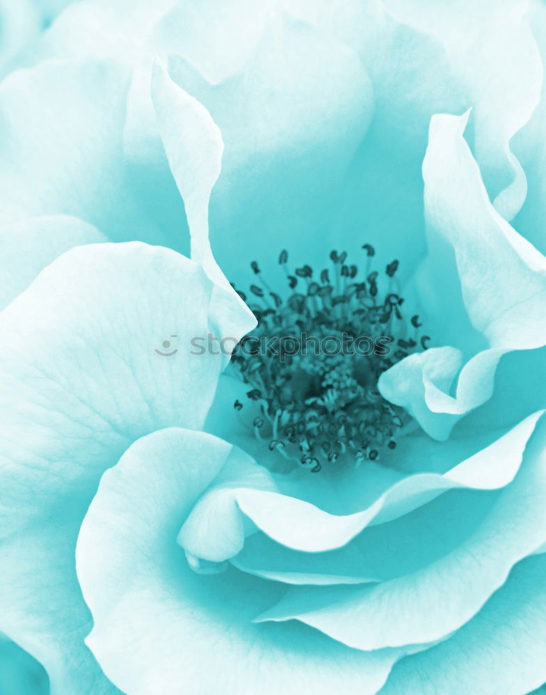 Similar – Image, Stock Photo Pink flower on turquoise Shabby Chic background