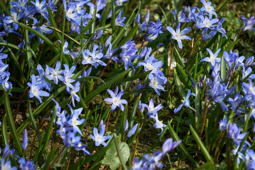 Similar – Blue flower Blossom Detail