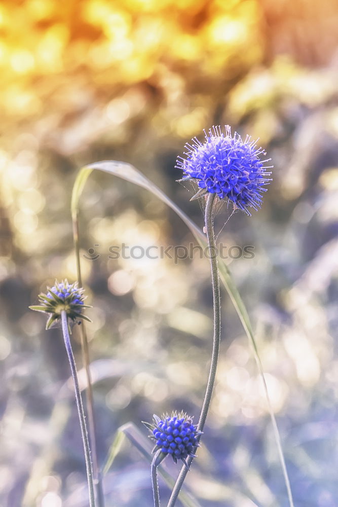 Similar – Scabioses scabioses