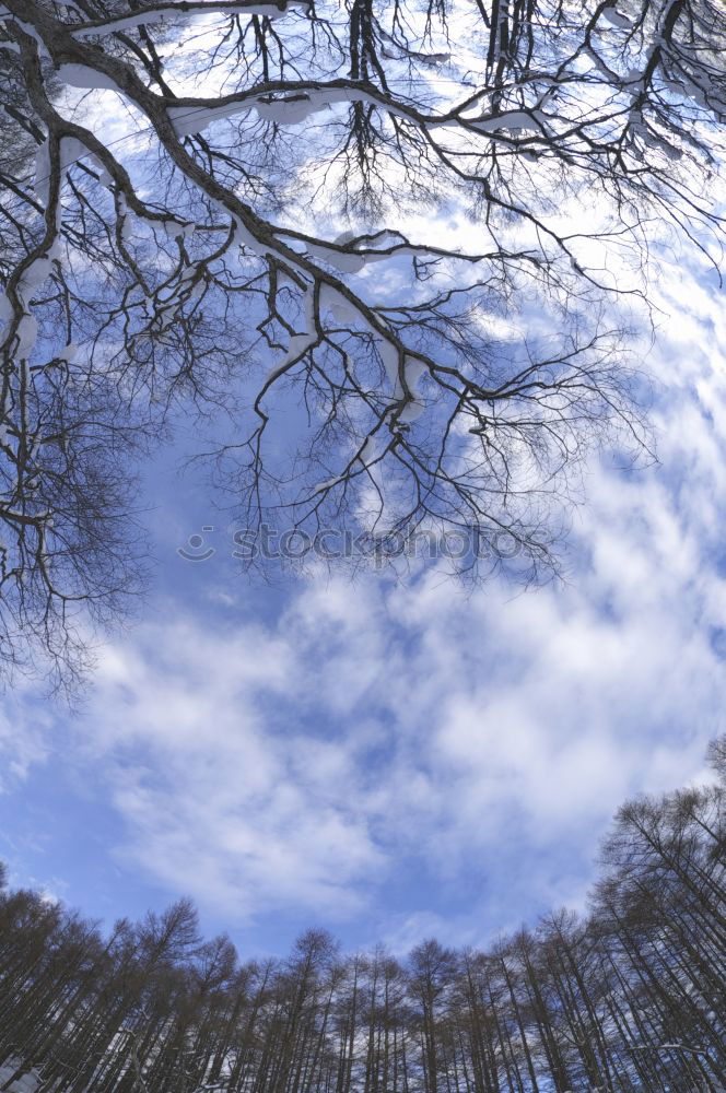 Similar – Image, Stock Photo dots Tree Sky Black