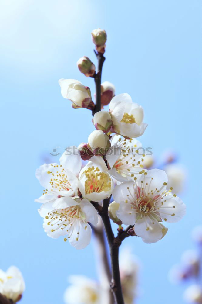 Similar – spring Blossom