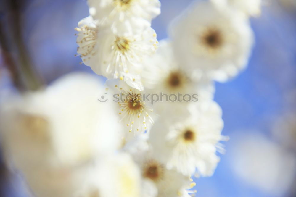 Similar – Foto Bild knospe Blüte Blütenknospen