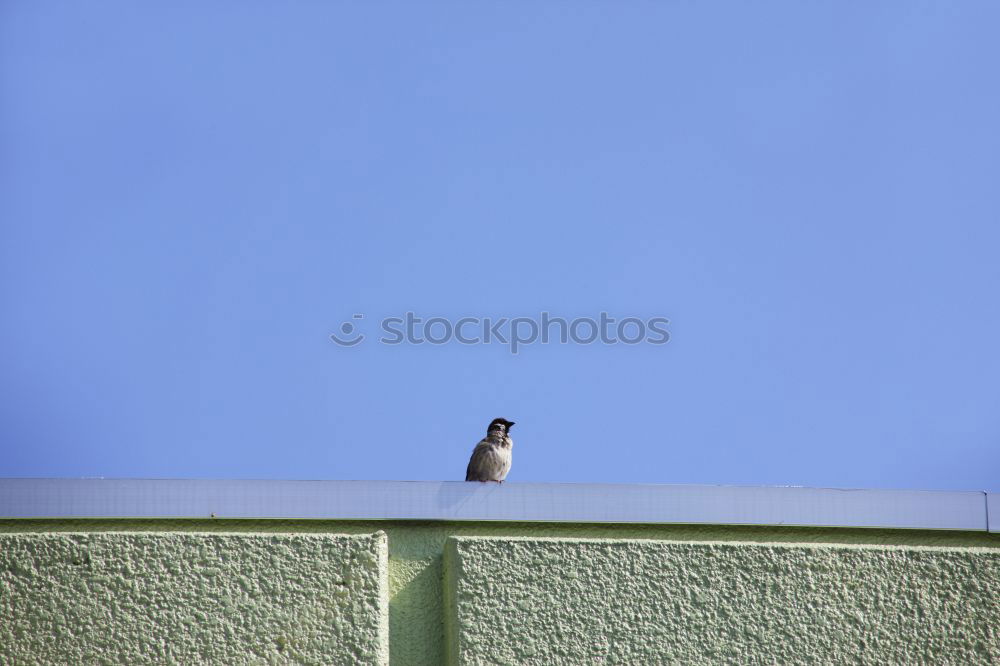 Image, Stock Photo The Lonely Bird Nature