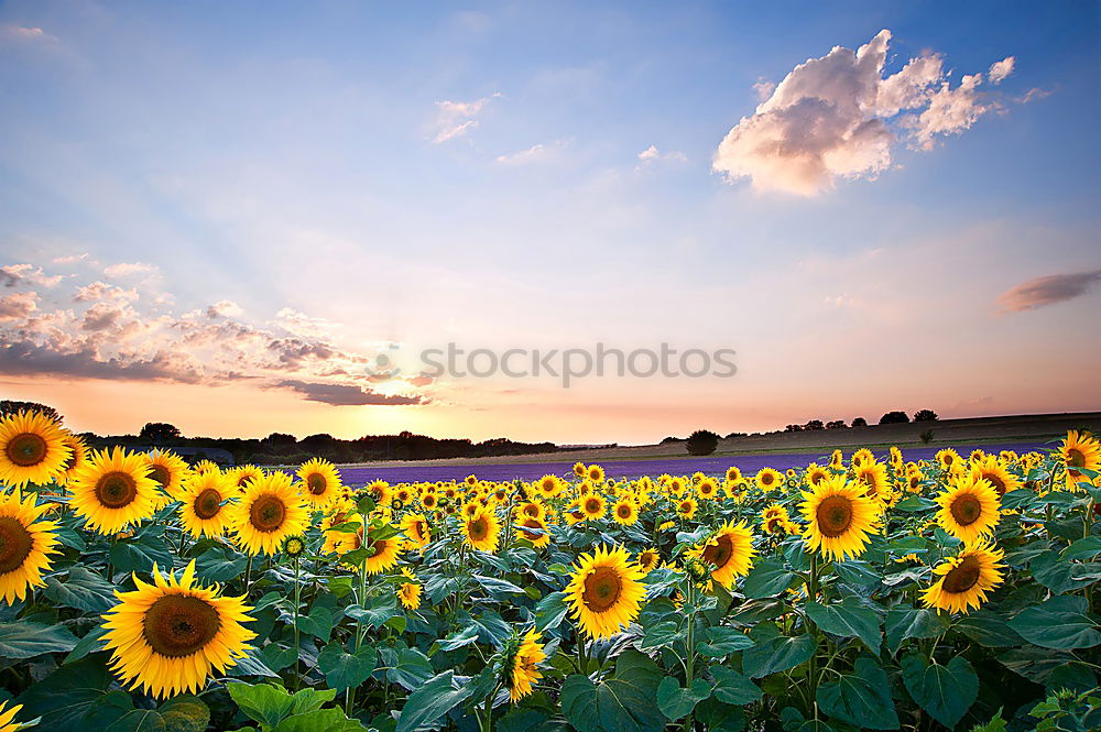 Similar – Sundown in the sunflower field