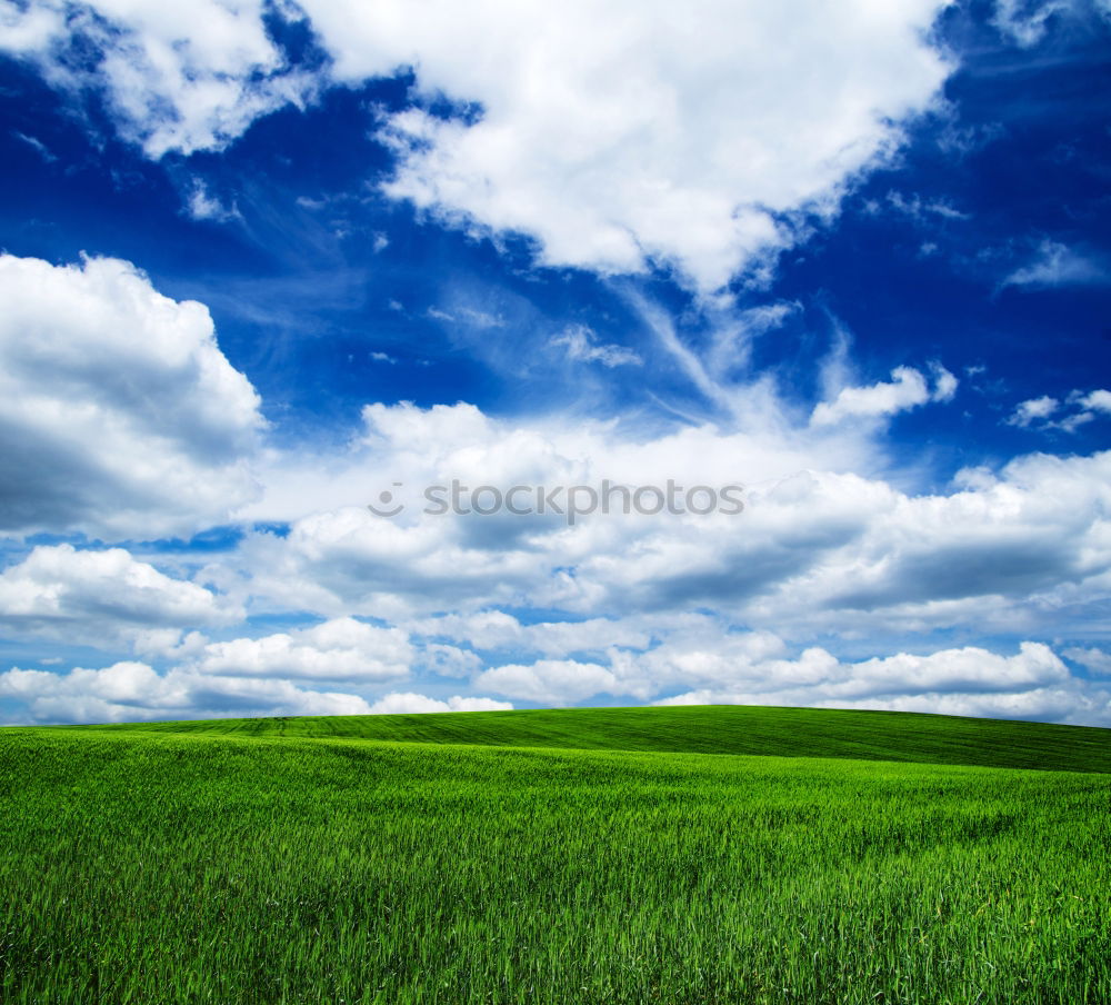 Similar – Image, Stock Photo summer meadow Environment