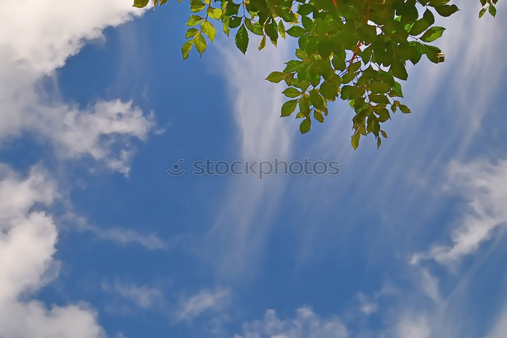 Similar – Eisvogel Flugzeug Baum