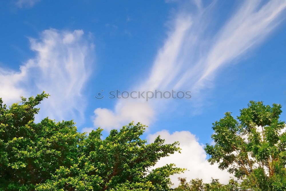 Similar – Image, Stock Photo View over the river Elbe in Magdeburg