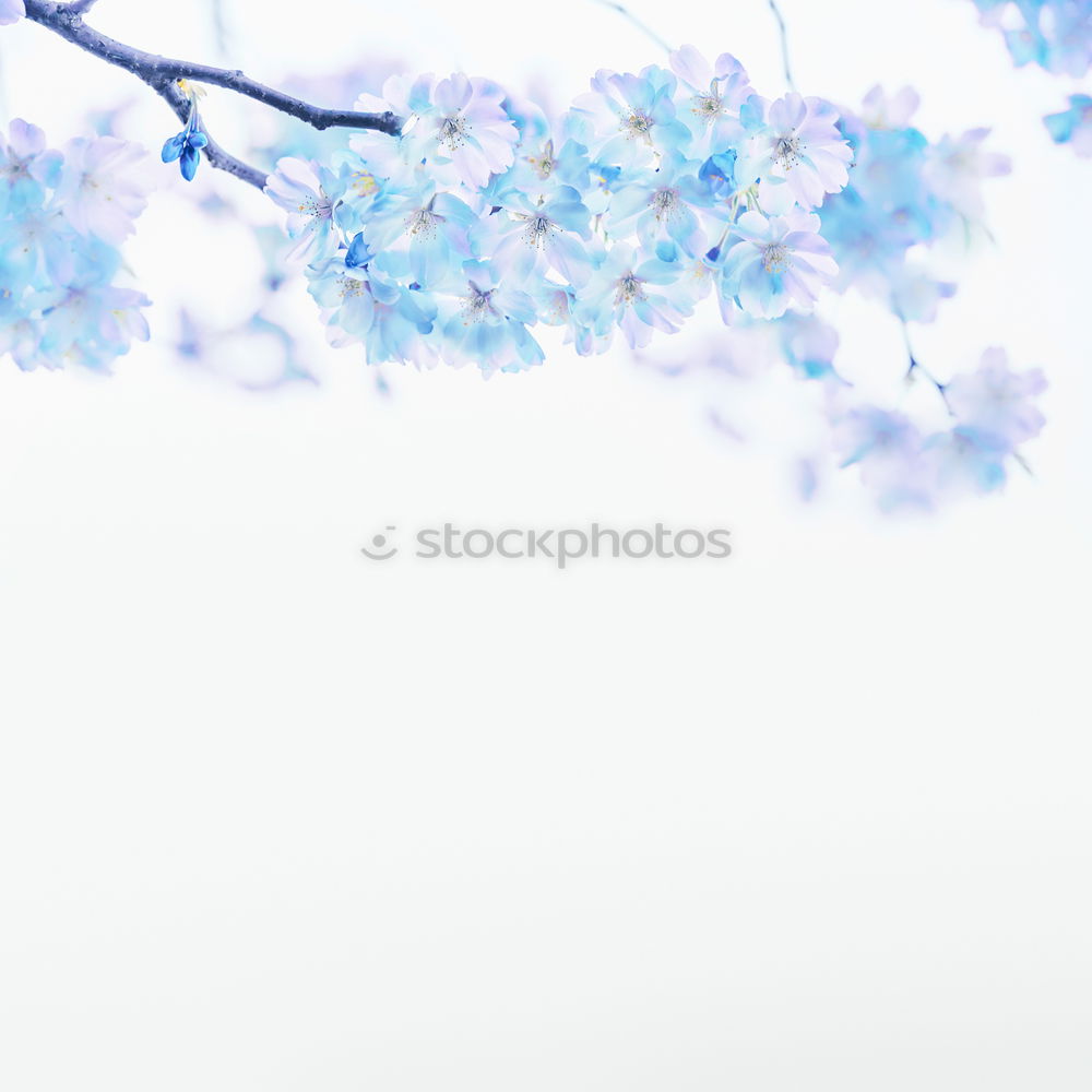 Blue flower on white background