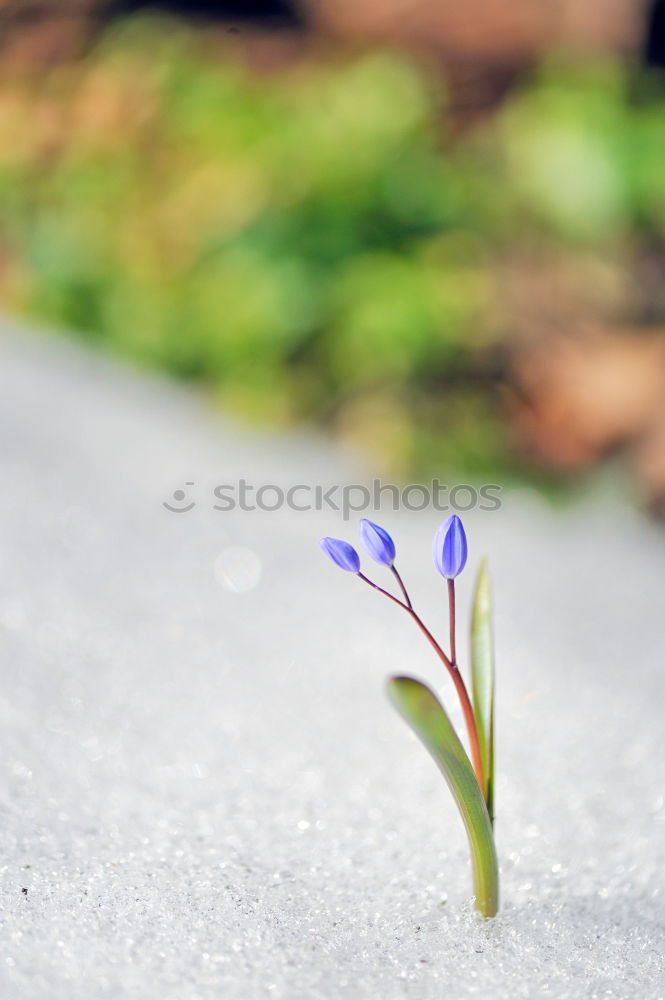 Similar – solitary flower Flower