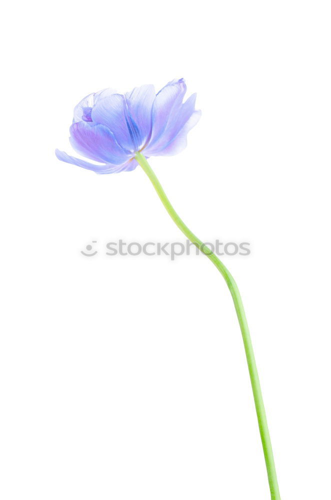 Similar – Image, Stock Photo Wellness Flower Beautiful