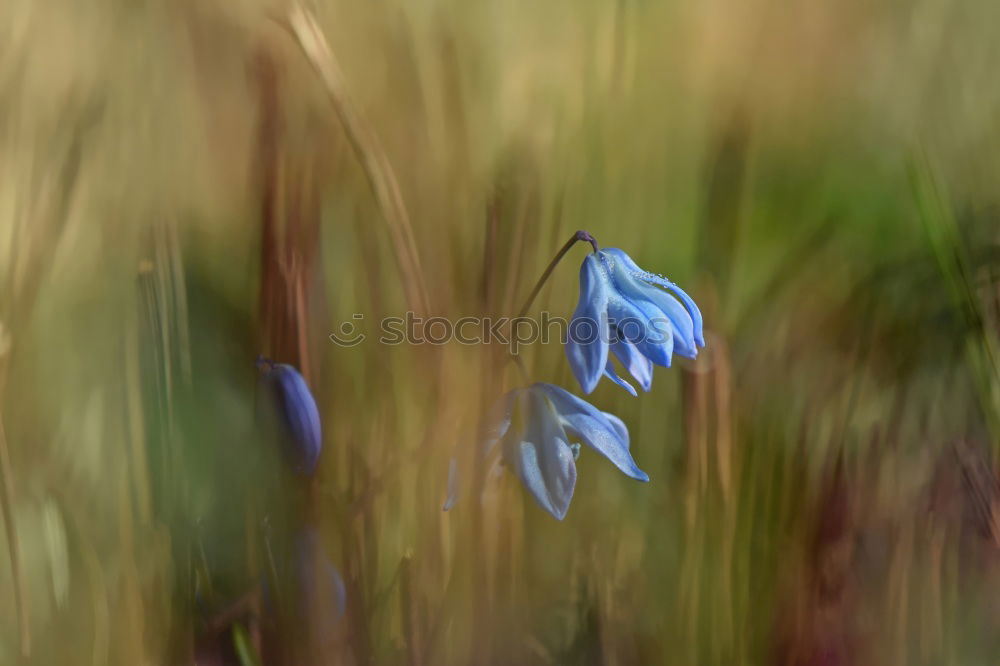 Similar – Withered Poppy Cornflower