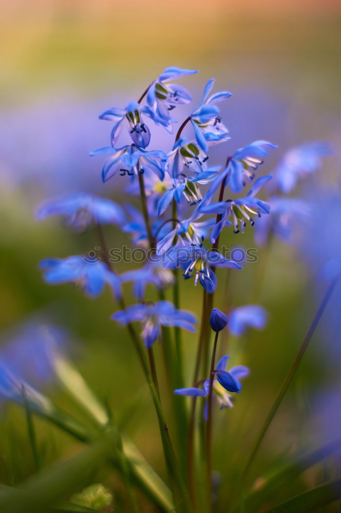 Similar – blue flowers Nature Plant