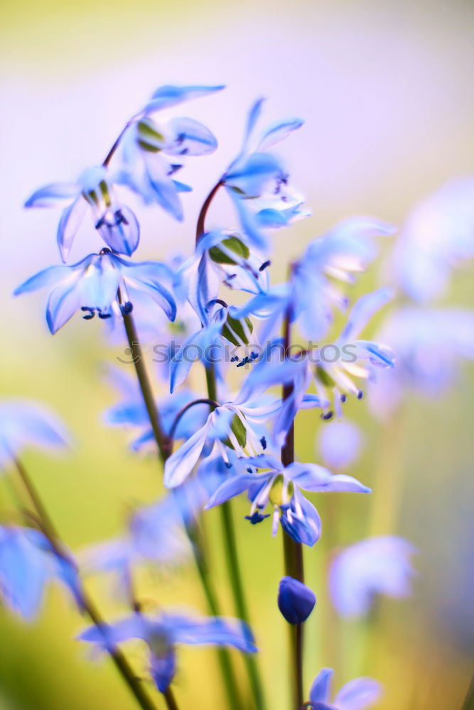 Similar – cornflower blue Cornflower