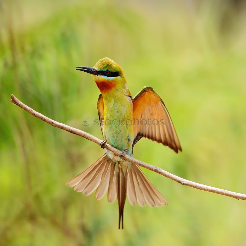 Similar – Image, Stock Photo Small bird with a nice plumage