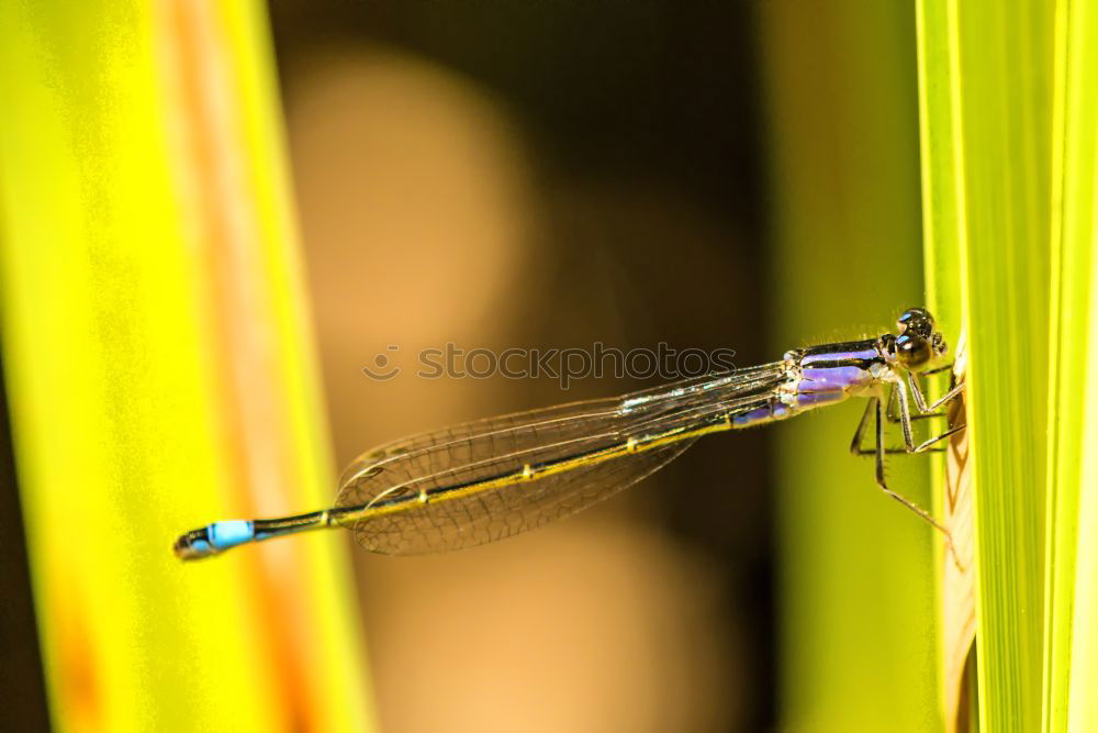 Similar – Dragonfly in the midday sun