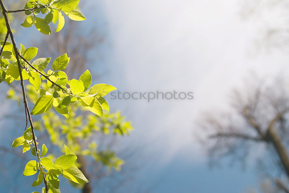 Similar – maple Nature Plant Sun