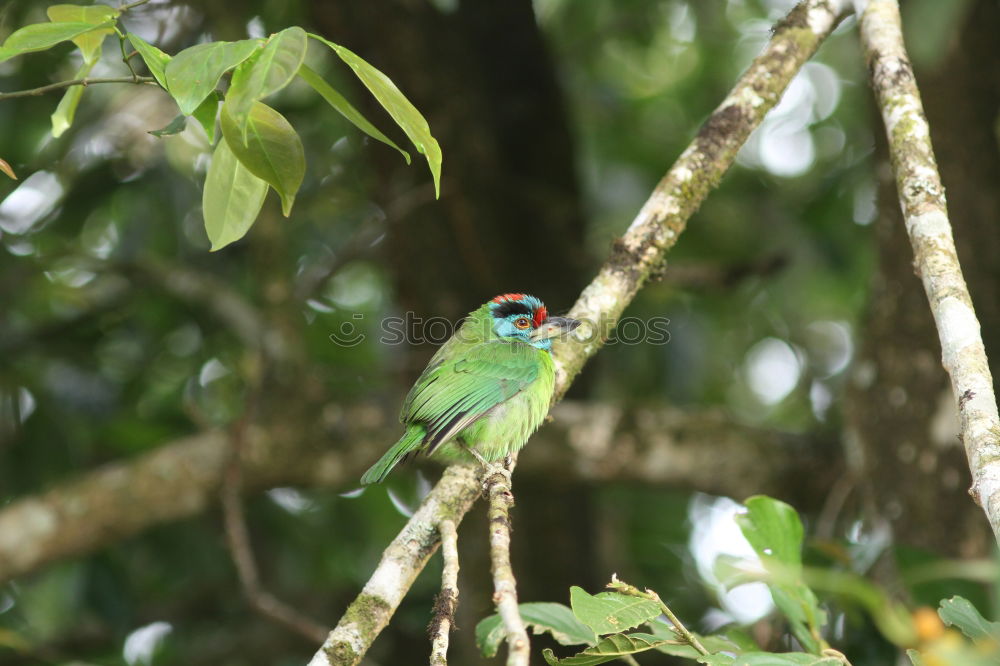 Similar – Image, Stock Photo Green Bee Eater