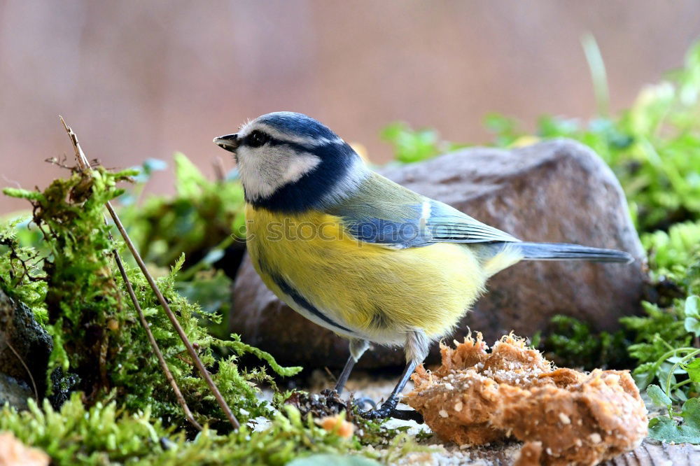 Similar – Image, Stock Photo Curious-looking blue tit