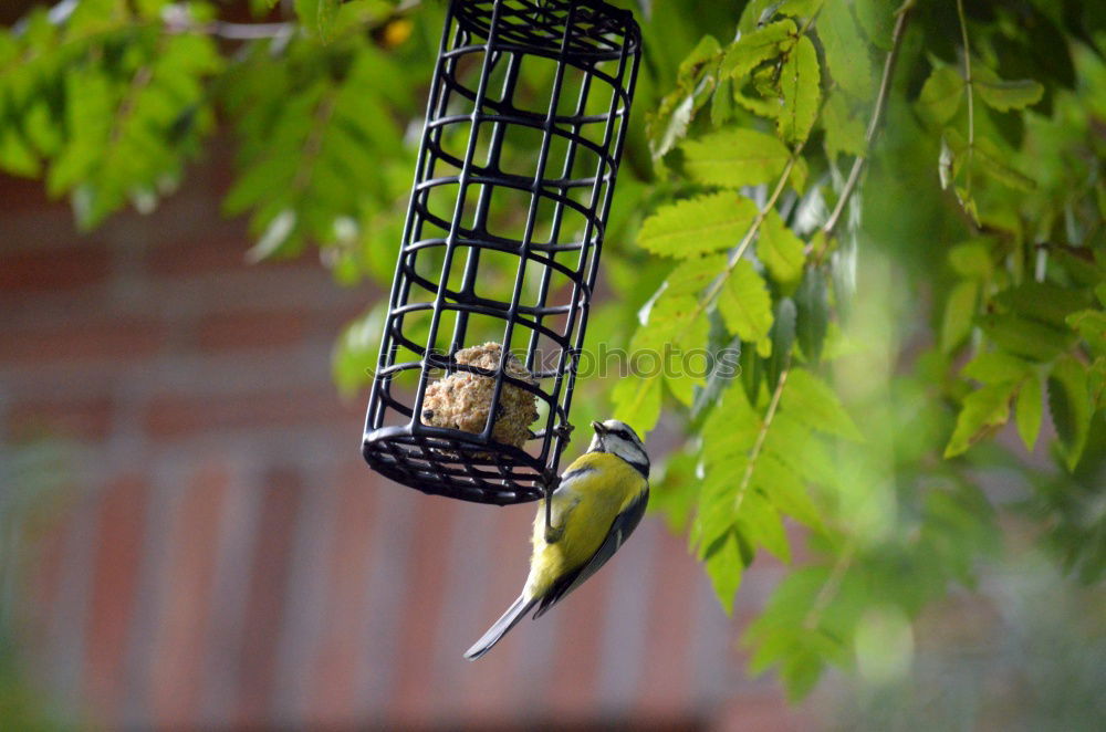 Similar – Foto Bild Vogelfutter Winter Tier