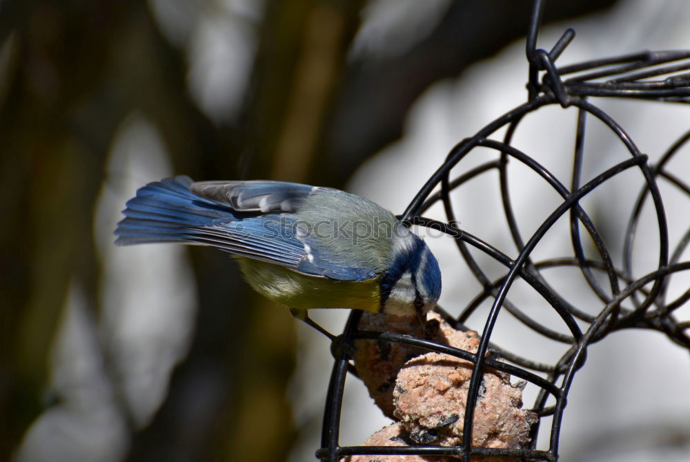 Similar – Image, Stock Photo Nuthatch (Sitta europaea)