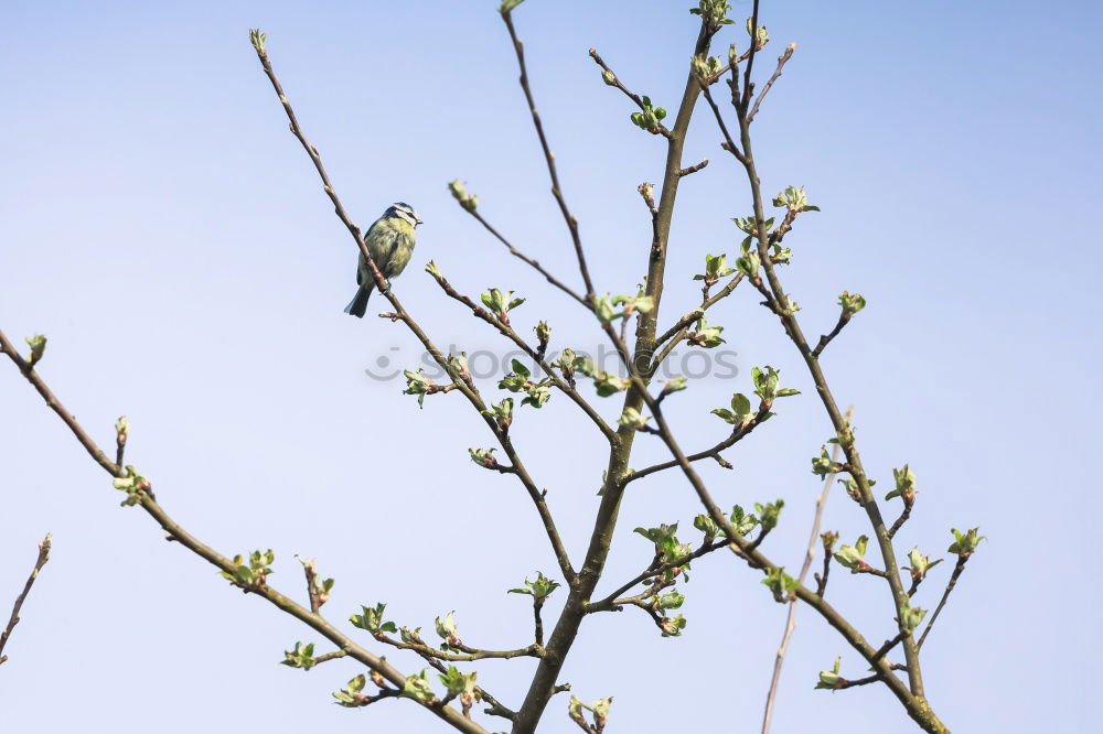 Similar – Adams (last) apple Fruit