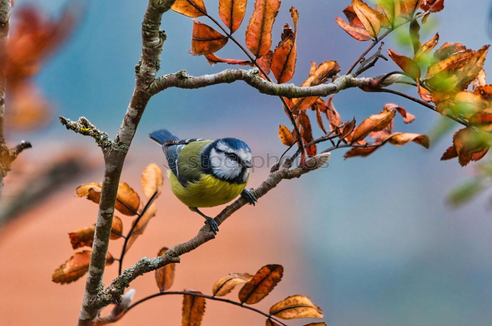 Similar – Foto Bild Frühling, Frühling, wird es nun bald!