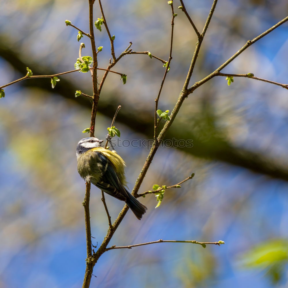 Similar – Nuthatch in cherry tree