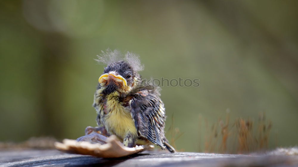 Similar – Image, Stock Photo Ambiguities | Looking Away. Snail eyes