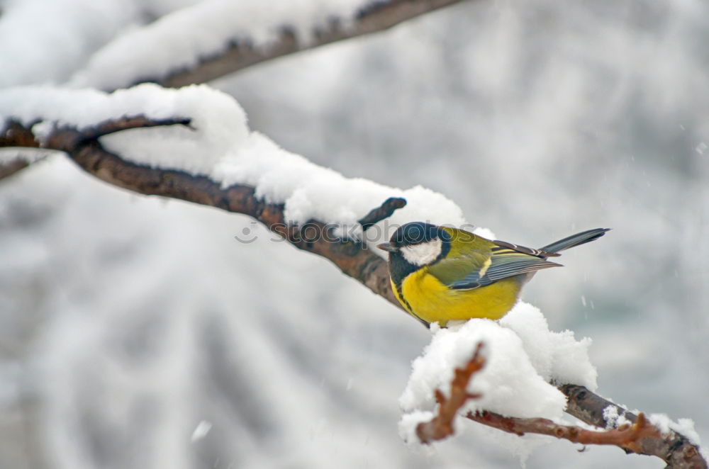 Similar – Jay in the snow