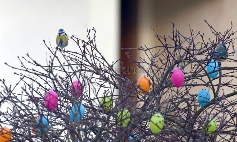 Similar – Image, Stock Photo egg tree Easter Plant