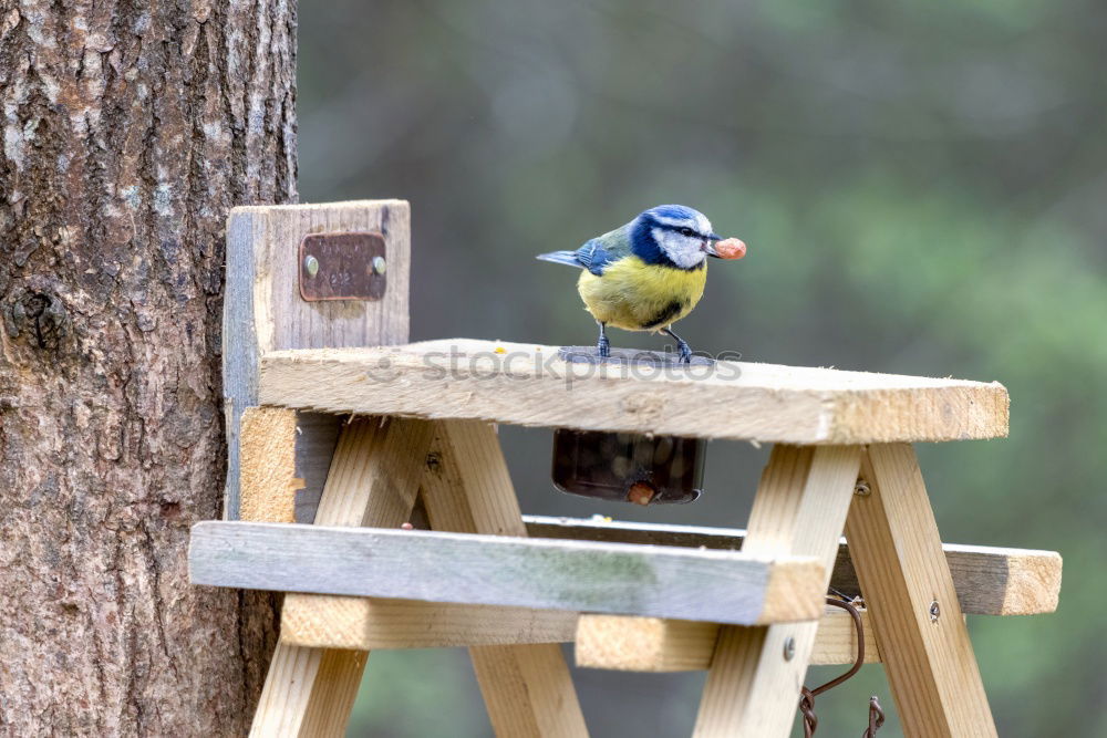 Similar – Image, Stock Photo robin Animal Wild animal