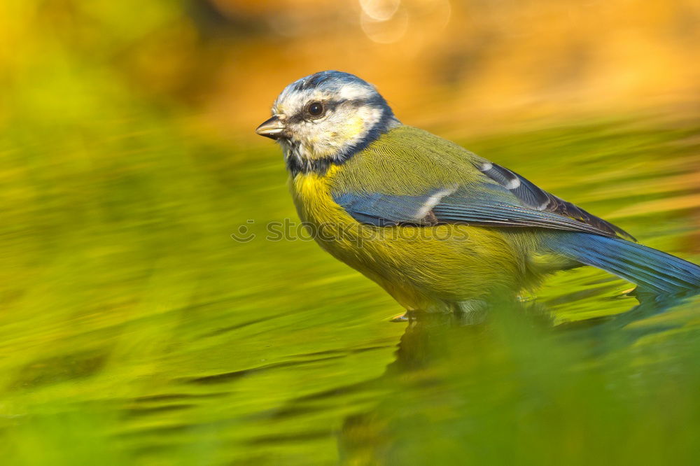 Similar – jays Animal Grass Garden