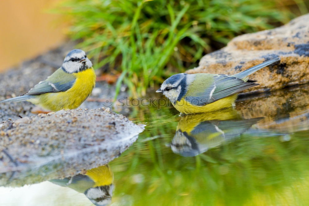 Similar – with gold mouth Animal