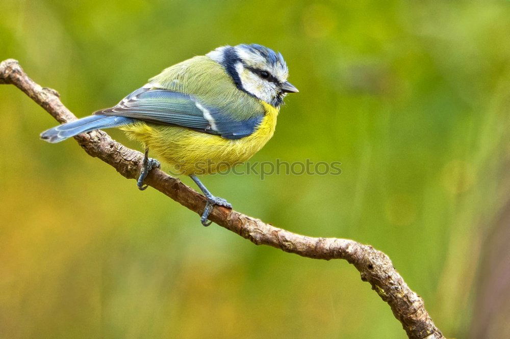 Similar – Foto Bild flügge? Vogel Küken