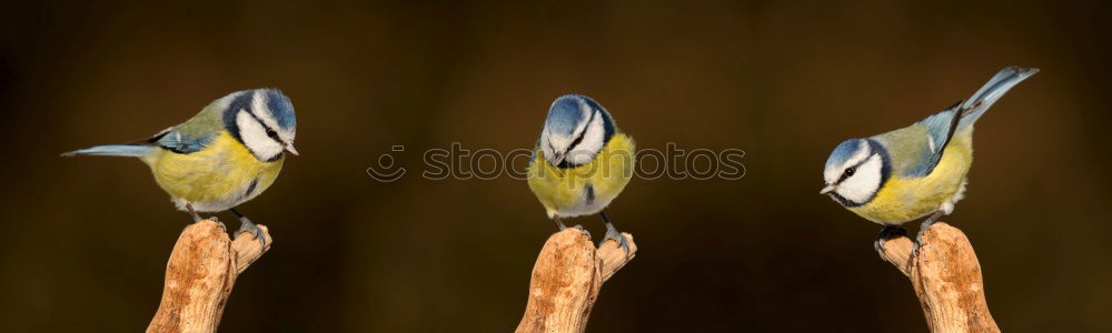 Similar – Great tit sits on a hand with food