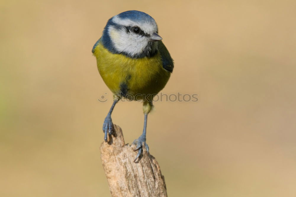 Similar – Image, Stock Photo beautiful garden bird at feeder