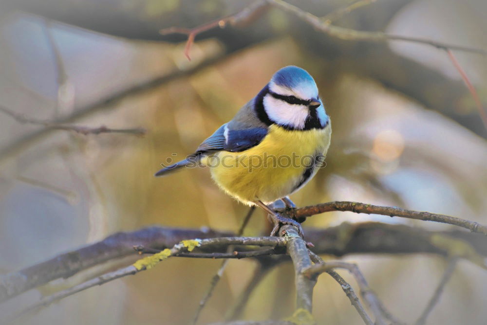 Similar – Blue tit in the evening sun