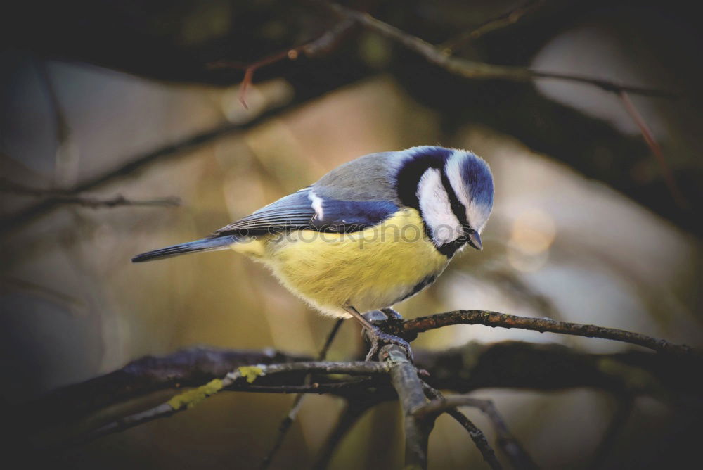 Similar – Image, Stock Photo Great Spotted Woodpecker