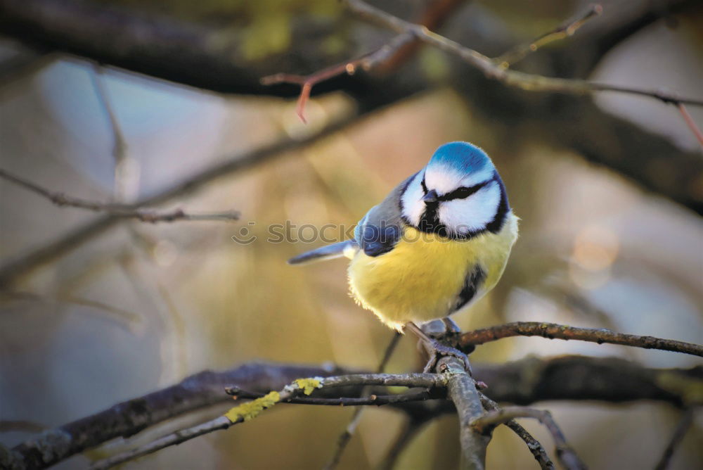 Similar – blaumeise Tier Himmel