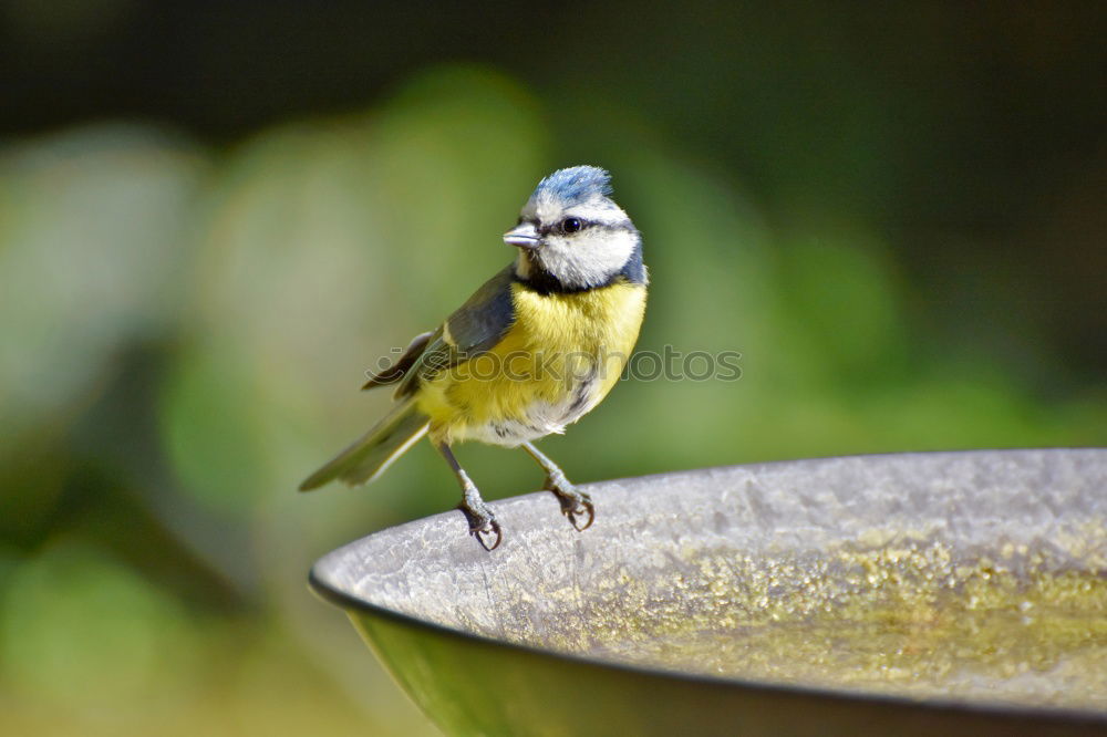 Similar – Image, Stock Photo blue tit on garden bird feeder