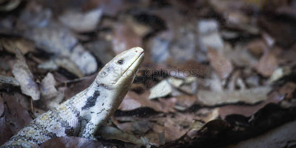 Similar – Image, Stock Photo You got something for me?, Green Lizard is looking for a photographer on Fraser Island. Queensland / Australia