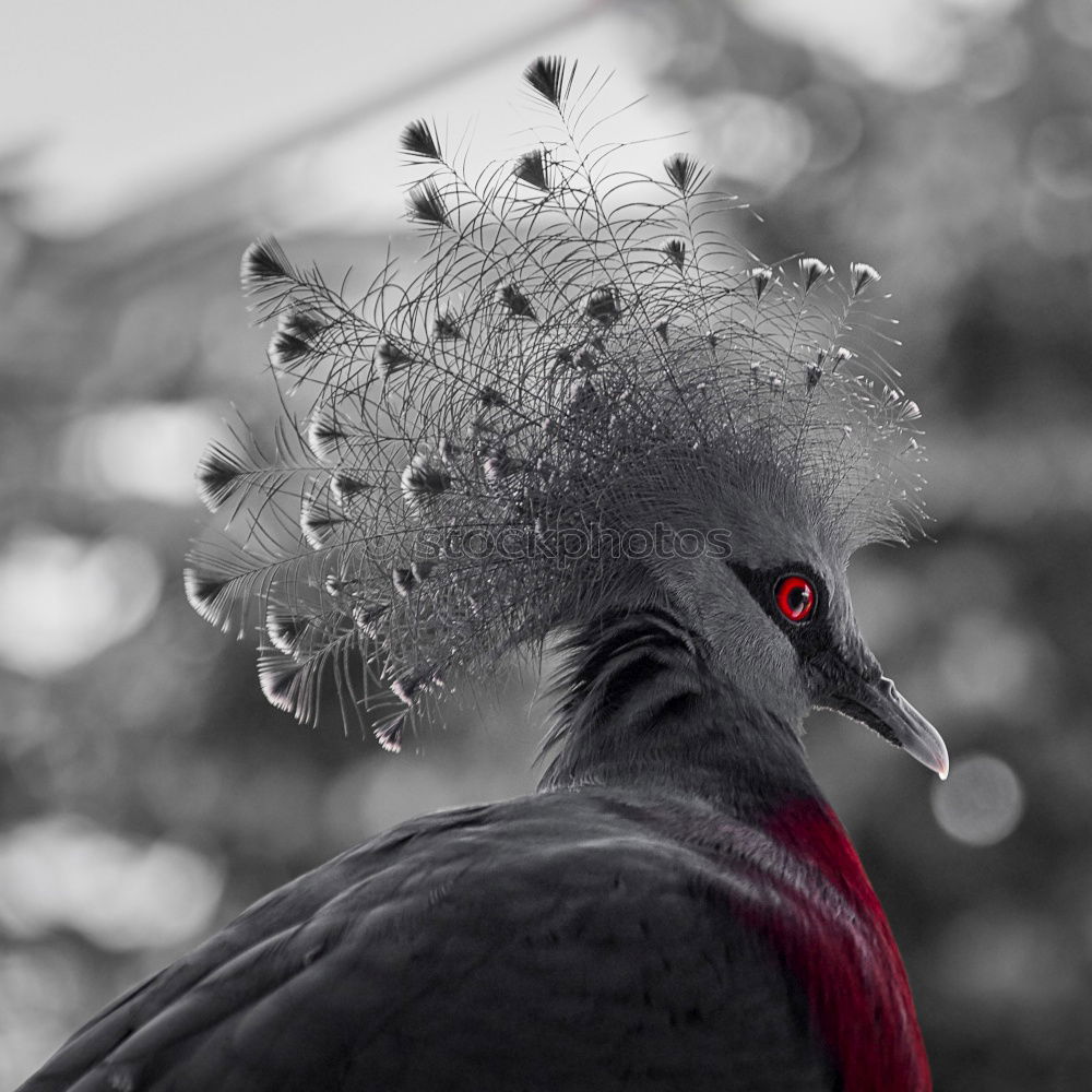 Similar – Image, Stock Photo silencio Pigeon Bird