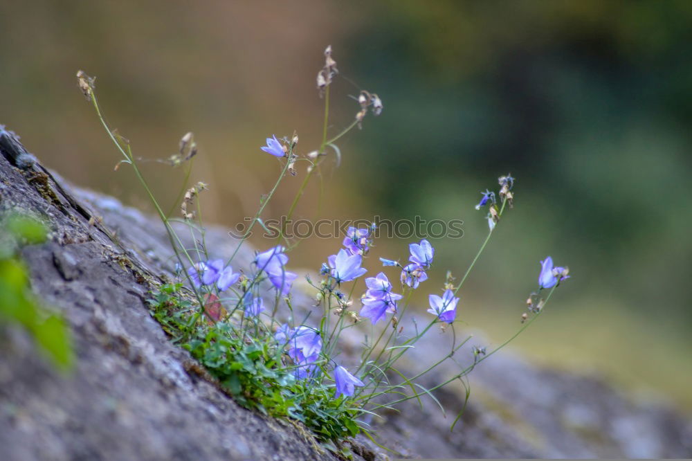 Similar – Image, Stock Photo flower macro Nature