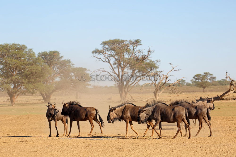 Similar – Image, Stock Photo zebras Vacation & Travel